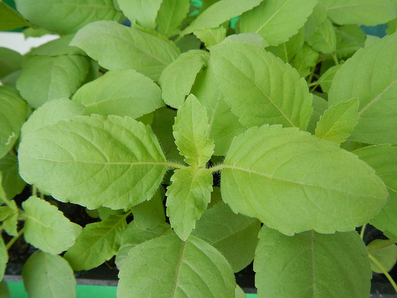 Photograph of  cute green tulsi leaves with the words "Community Herbalist Clinical Program 2022/2023" written across the photograph